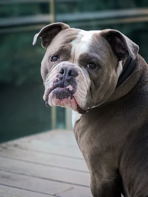 Portrait von Elli